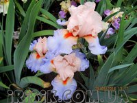 425. Iris germanica French Cancan I 1,42<br />примерно 107р<br /><br />Badina