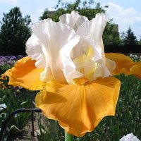 426. Iris germanica Pumpkin Cheesecake I 1,10<br />примерно 83р<br /><br />Badina<br />Наталья Л.<br />Оксана
