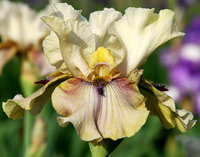 427.Iris germanica Thornbird I 1,10<br />примерно 83р<br /><br />Badina