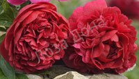 430. Paeonia		Diana Parks	02/03	8,69	50<br />примерно 651р<br /><br />SvetlanaS