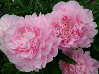 431. Paeonia		Dinner Plate	03/05	9,76	60<br />примерно 735р<br /><br />SvetlanaS<br />belta