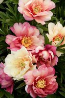 432.Paeonia	Itoh	Julia Rose	02/03	12,61	60<br />примерно 946р<br /><br />SvetlanaS<br />belta