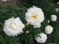 433. Paeonia		Elsa Sass	02/03	8,16	50<br />примеро 612р<br /><br />SvetlanaS<br />belta
