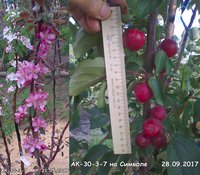 АК-30-3-7 2017..jpg