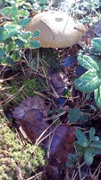IMG_20171008_104254.jpg
