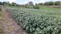 зелень 0141.jpg