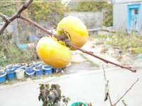 DSC05295.JPG