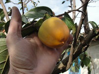 DSC05333.JPG