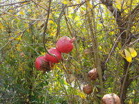 DSC05335.JPG