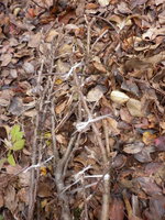 387_p1000326_1.jpg