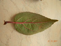 DSCN9642.JPG