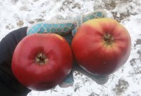 Лигол