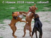 С Новым 2018 годом, собаки!!!.jpg