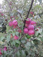 IMG_20160819_145033.jpg