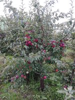 IMG_20160819_145221.jpg