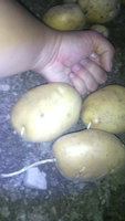 Были вполне приличные экземпляры побольше моего кулака, пусть он и не самый большой, но крестьянский