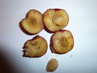 P1030497_new.jpg