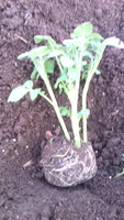 IMG_20170426_115918.jpg