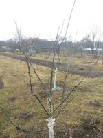 Слива Кремень