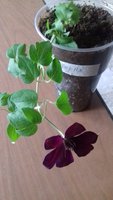 20180411_171243.jpg