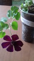 20180411_171309.jpg