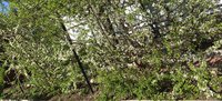 Мара и Царская сейчас начинают цветение. Цветут 3-й год. <br />На шпалере.