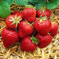 strawberry-elsanta.jpg