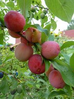 P1030539_new.jpg