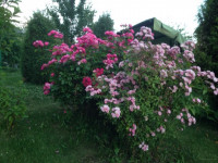 IMG_8026.JPG