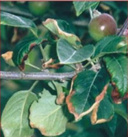 Дефицит калия на листьях яблони.JPG