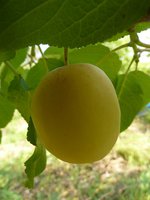 P1030617_new.jpg