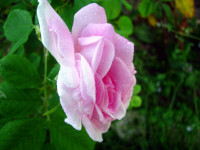 IMG_0542-1.jpg