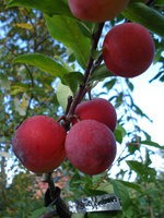 DSC02176.jpg