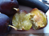 DSC02175.jpg