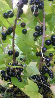 WP_20180704_005.jpg