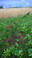 WP_20180704_032.jpg