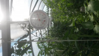 Температура в Митлайдеровской, растут помидоры