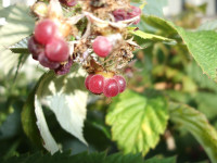 DSCF8778.jpg
