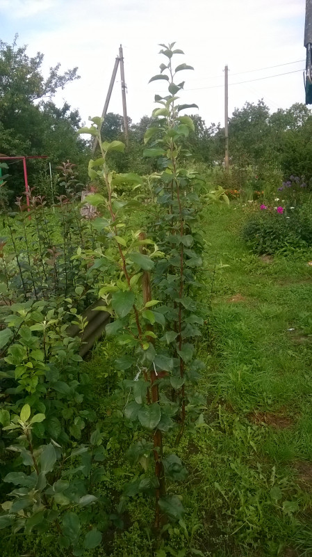 WP_20180805_011.jpg