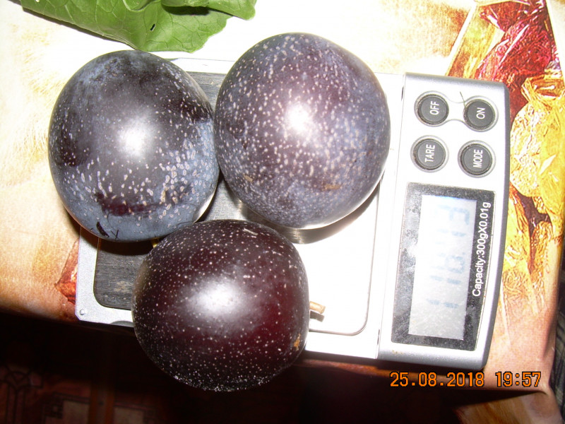 DSCN1421.JPG