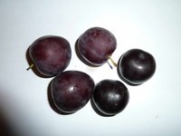 Сигма и Колонновидная