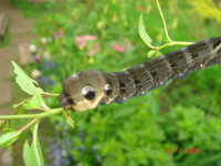 DSC04795.JPG