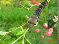 DSC04796.JPG