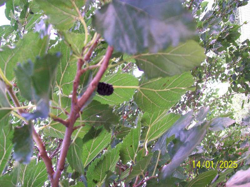 100_5034.JPG