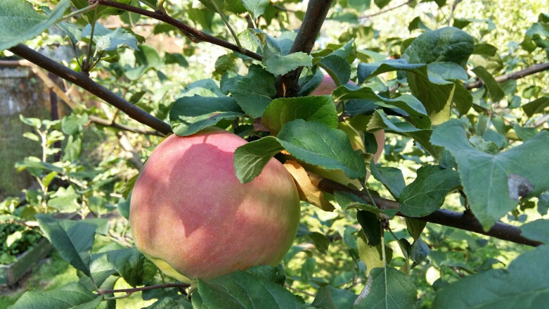 Ауксис