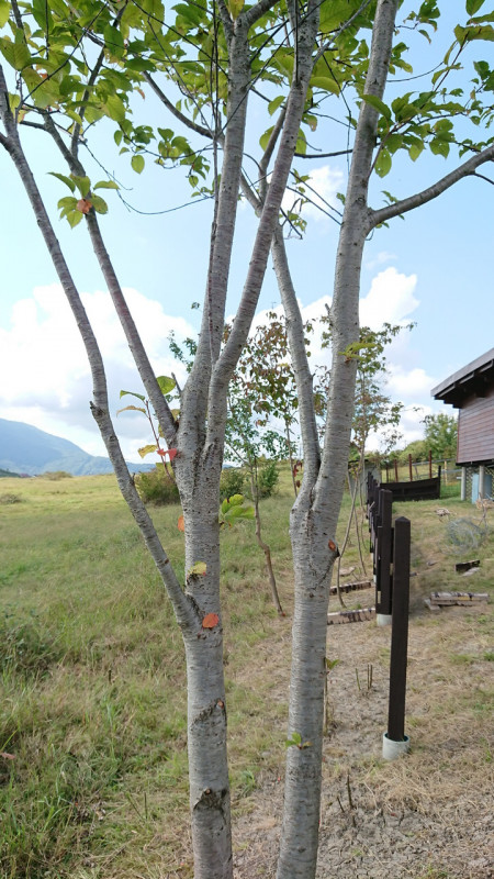 DSC_6761_resize.JPG