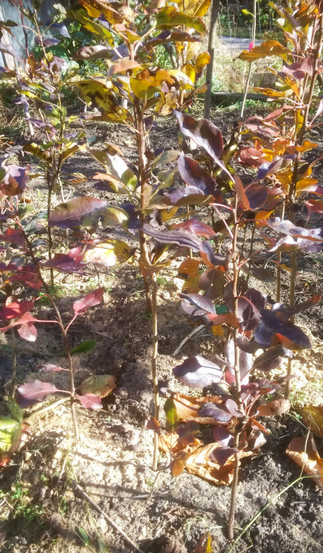 Сеянцы груши-дички 2-х летнего возраста.Были рассажены весной на доращивание.