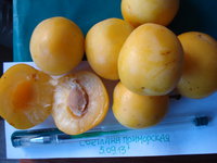 DSC02203.jpg