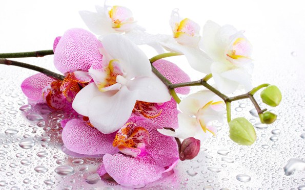 Orchids_14_1.jpg