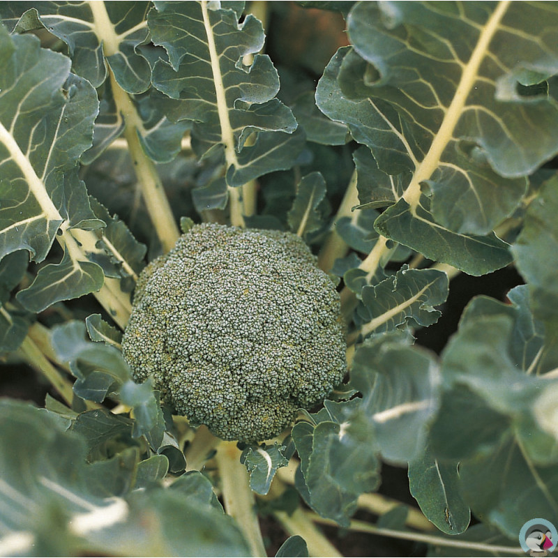 semena-kapusty-brokkoli-f1-laki.jpg
